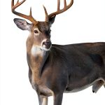 Hunting Guide for Beginners Stackpole Books Kindle eBook 326 Pages-0