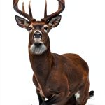 Whitetail Deer Hunting Roadmap Book 2 Advanced Strategies Guide-0
